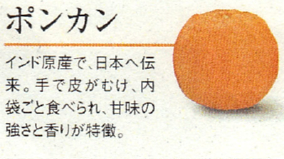 ポンカン-秀品
